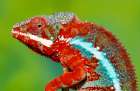 Male panther chameleon Art Print